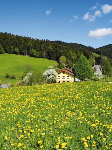 Blühende Wiese mit Löwenzahn vor dem Gasthaus Jägerwirt in Graden, umgeben von Hügeln und Wald. | © Familie Wipfler