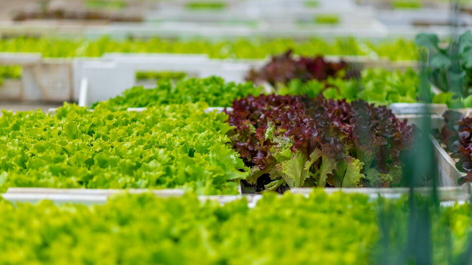 Salatbeete am Gemüsehof Predl | © RM SW GmbH | webquartier.at