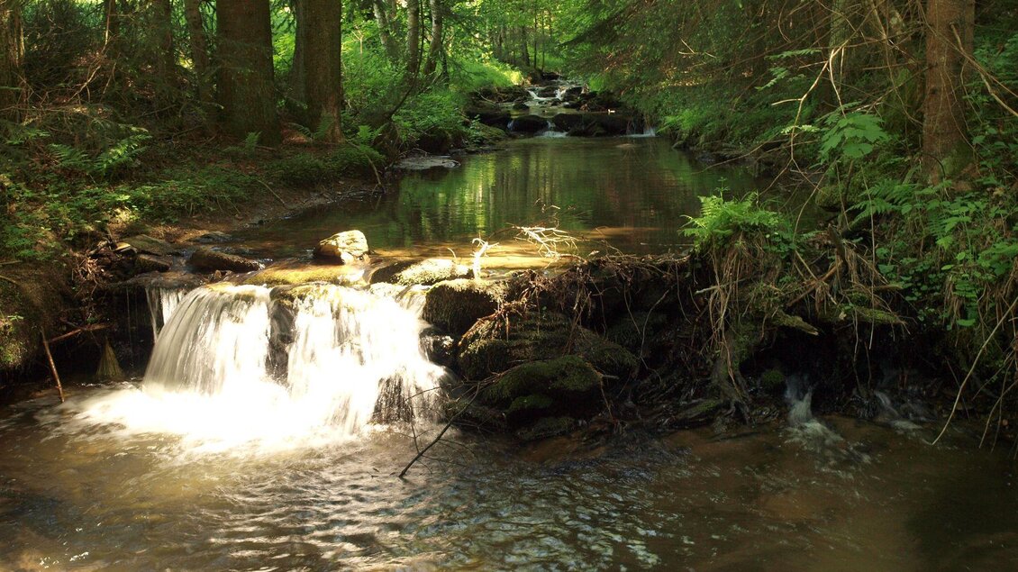 Bachlauf_Oststeiermark | © Gemeinde Miesenbach