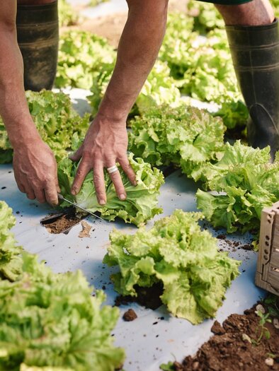 Hands are cutting a head of lettuce in a field with many rows of green lettuce and an empty box beside it. | © Region Graz - Michael Königshofer
