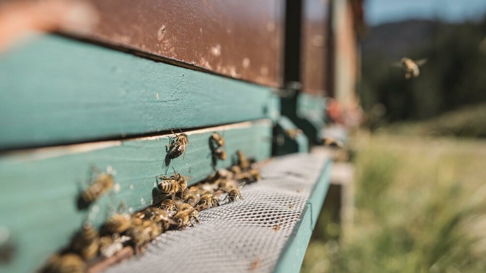 Fleißige Bienchen | © Stefan Leitner