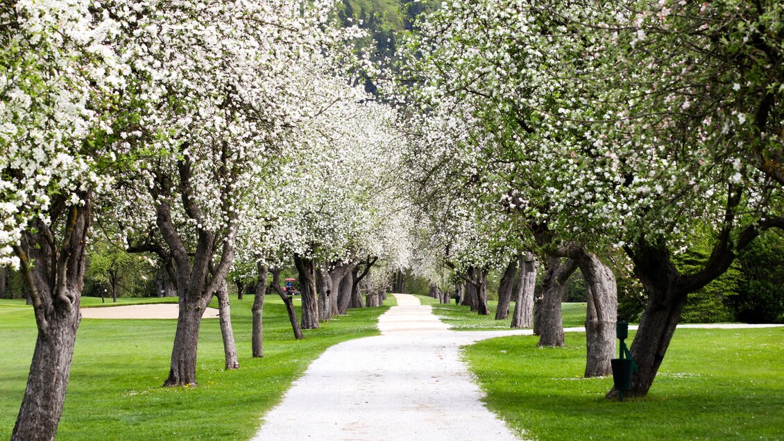 Blühende Baumallee entlang eines Weges auf dem Gelände des Golfclubs Murhof im Frühling in Frohnleiten.  | © Golferlebnis Steiermark - Manuel Wiedner