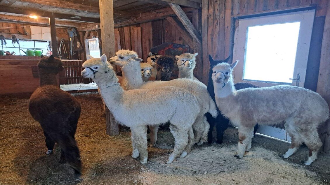Eine Gruppe von Alpakas in einem Stall. Sie stehen auf dem Stroh und blicken zur Kamera. | © Müller