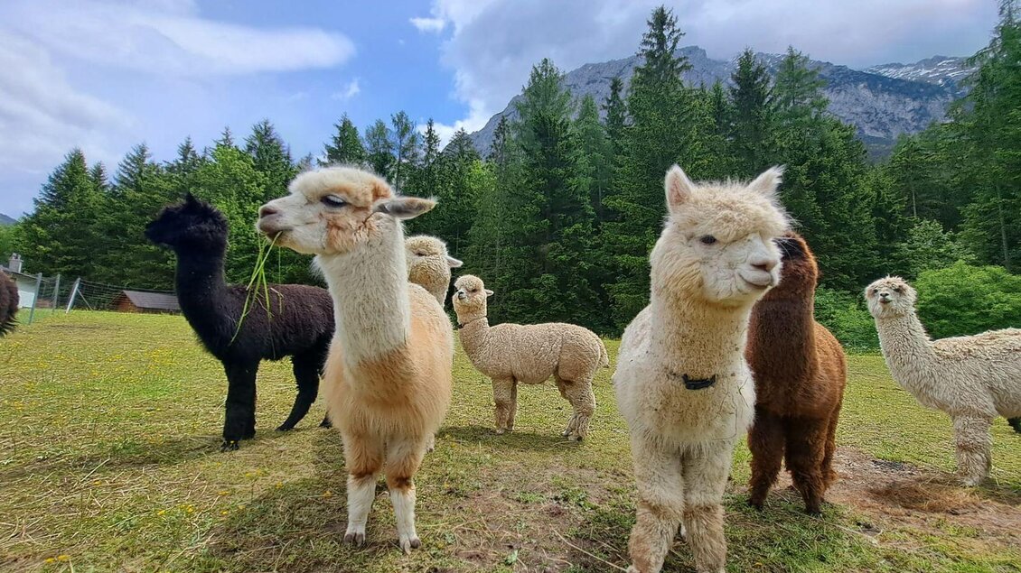 Eine Gruppe von Lamas steht auf einer Wiese mit Bäumen im Hintergrund. Die Tiere sind neugierig und einige kauen Gras. | © Familie Müller