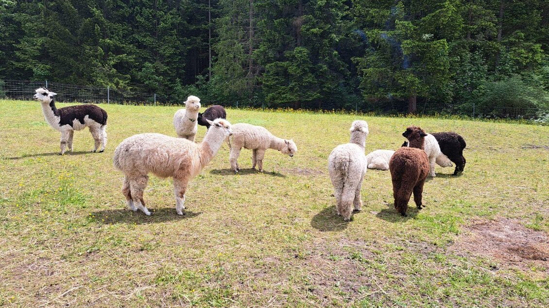 Eine Gruppe von Alpakas grast auf einer grünen Wiese. Im Hintergrund sind Bäume zu sehen. | © Familie Müller