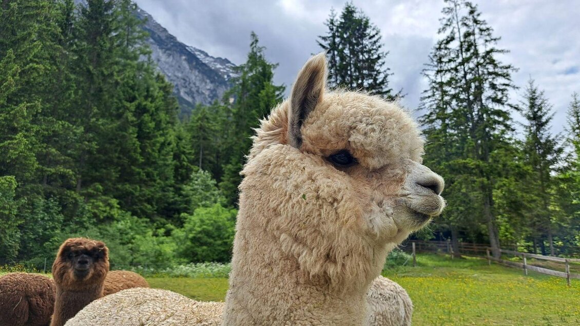 Ein alpaka mit weichem Fell steht in einer grünen Wiese. Im Hintergrund sind Bäume und Berge zu sehen. | © Familie Müller