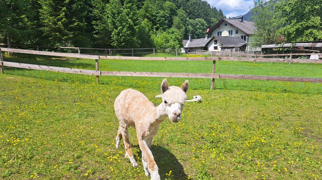 Ein junges Alpaka läuft über eine grüne Wiese. Im Hintergrund sind Bäume und ein Haus zu sehen. | © Familie Müller