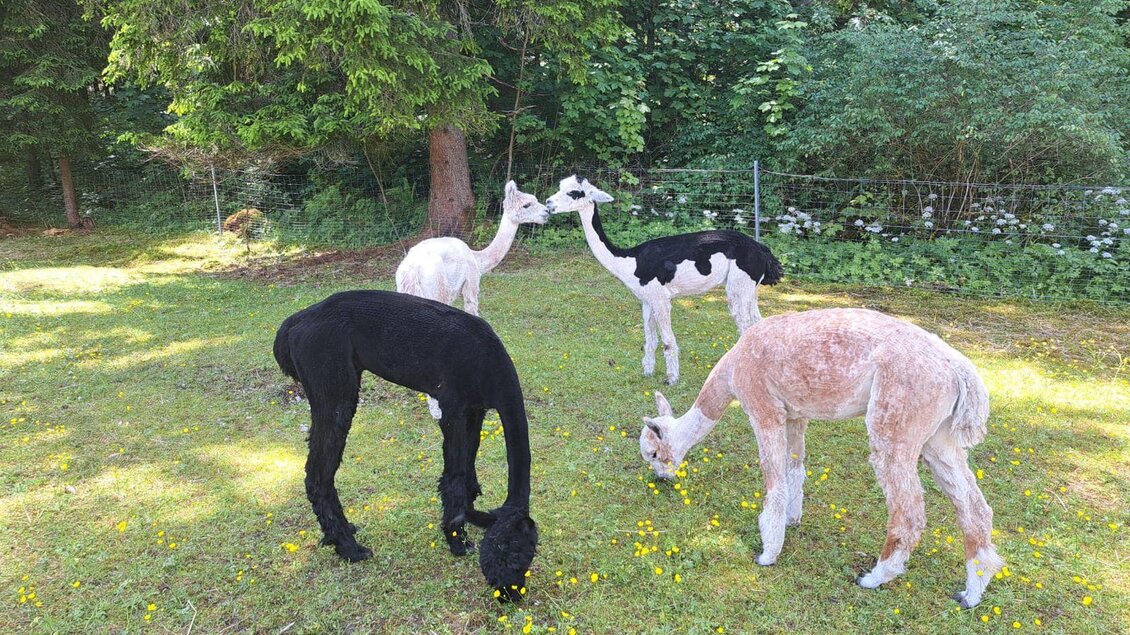 Eine Gruppe von Alpakas grast auf einer grünen Wiese. Im Hintergrund sind Bäume und Sträucher zu sehen. | © Familie Müller