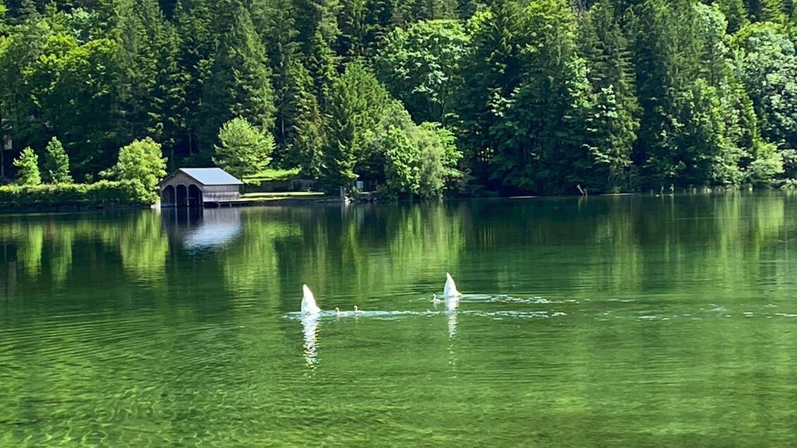 Zwei Schwäne schwimmen und tauchen sanft auf der glatten Wasseroberfläche am Anfang des Grundlsees im Ausseerland Salzkammergut. Im Hintergrund sind sommerliche satt-grüne Bäume zu sehen. | © Bettina Scheck
