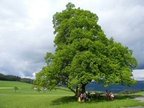 Gschaider Sattel_Linden tree_Eastern Styria | © Franz Grabenhofer