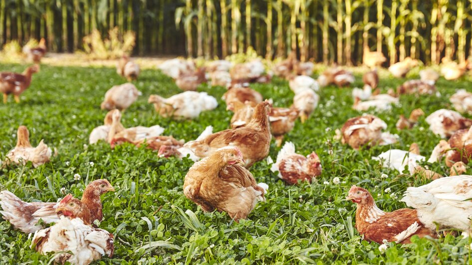 Hütter Pute & Huhn in Krusdorf in Straden | steiermark.com