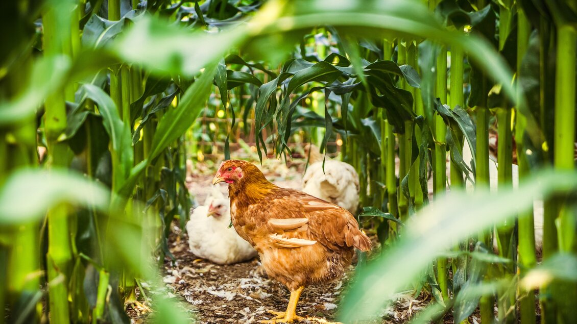 Hütter Pute & Huhn in Krusdorf - Impressionen #2.7