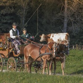 HaflingerhofBerr-Kutschenfahrt1-Murtal-Steiermark | © Markus Beren