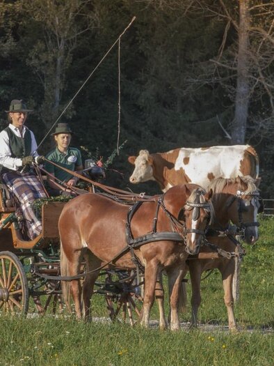 HaflingerhofBerr-Kutschenfahrt1-Murtal-Steiermark | © Markus Beren