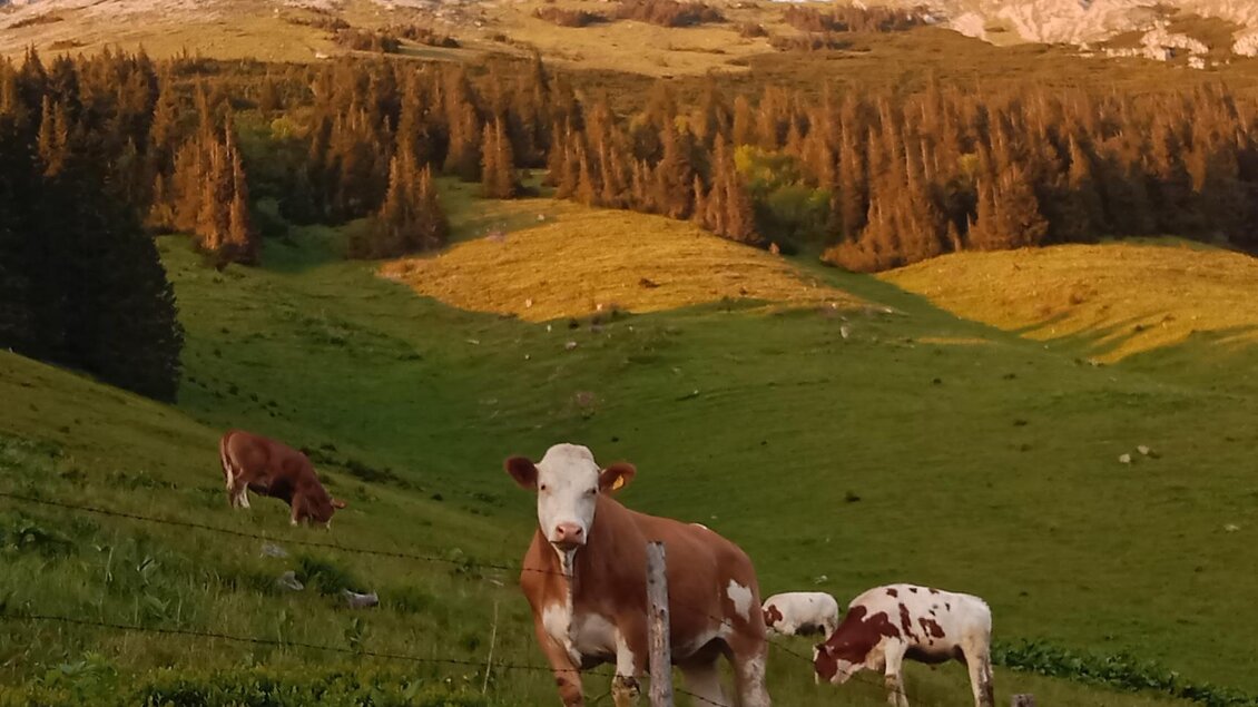 Eine ruhige Wiese mit Kühen vor einem malerischen Gebirgszug. Der Sonnenuntergang taucht die Landschaft in warmes Licht. | © Rinnhofer