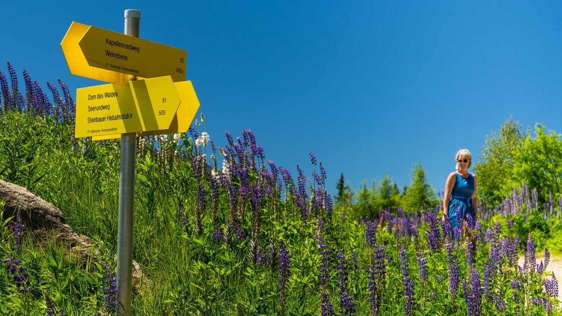 Gelber Wanderwegweiser und Wanderin zwischen blühenden Lupinen am Hebalmsee. | © Region Graz - Mias Photoart
