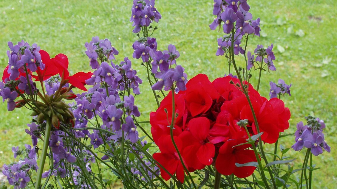 Bunte Blumen in Rot und Lila wachsen auf grüner Wiese. Die Szene strahlt ein fröhliches Frühlingsgefühl aus. | © Hotel DER HECHL