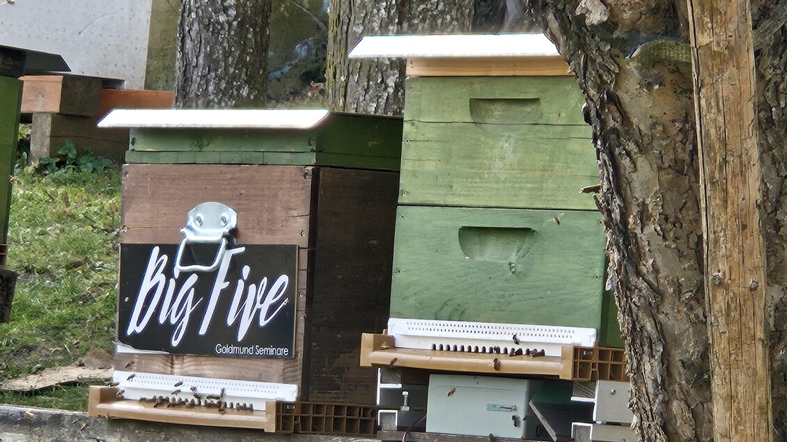 Im Bild sind Bienenstöcke zu sehen, die auf einer Holzplattform stehen. Einer der Stöcke hat das Logo "Big Five" auf der Vorderseite. | © Dekkers