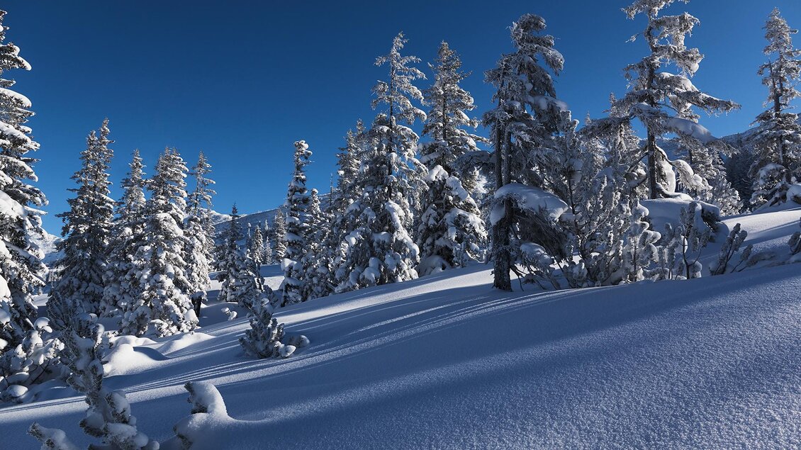 Eine verschneite Landschaft mit hohen, schneebedeckten Bäumen. Der klare blaue Himmel ergänzt die winterliche Szenerie.