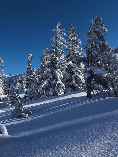Eine verschneite Landschaft mit hohen, schneebedeckten Bäumen. Der klare blaue Himmel ergänzt die winterliche Szenerie.