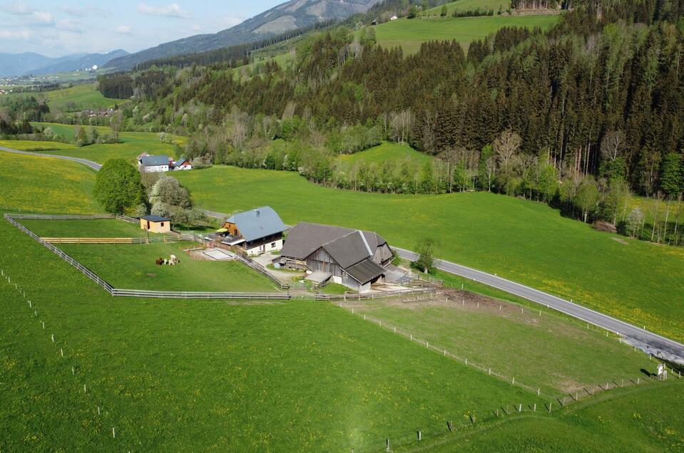 Hochlandrinderzucht & Alpaka Farm Lammer - Impression #1