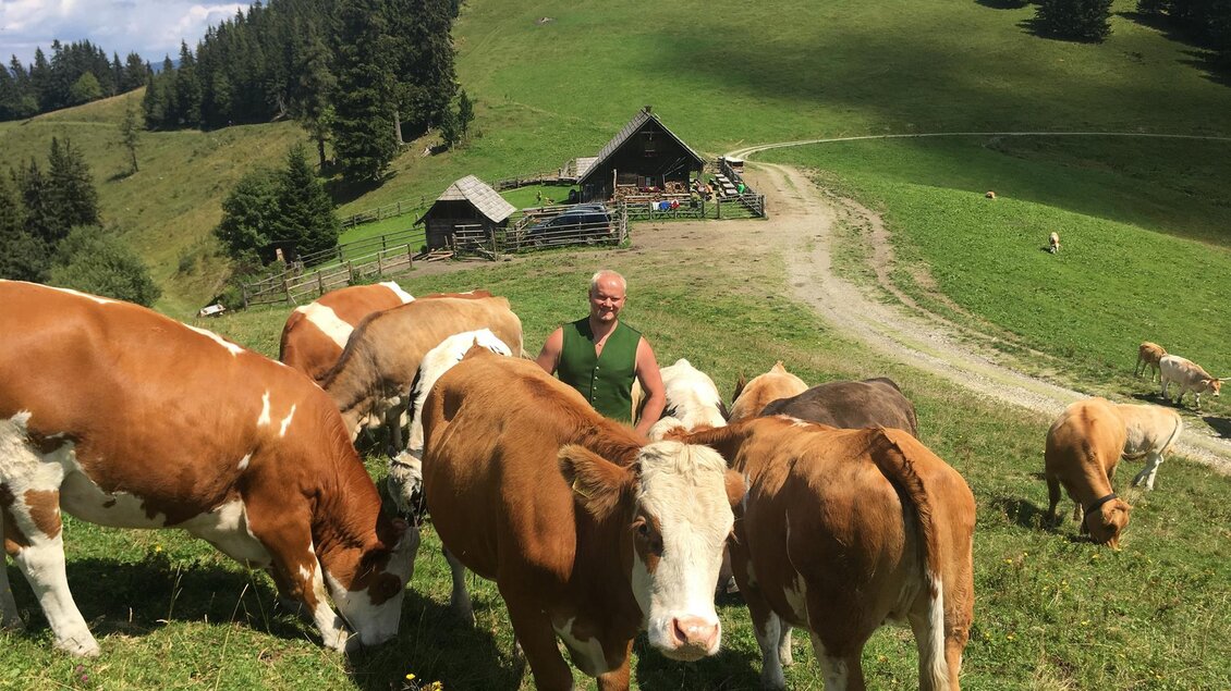 Hofbauer Almhütte_Rinder_Oststeiermark | © Hofbauer Almhütte