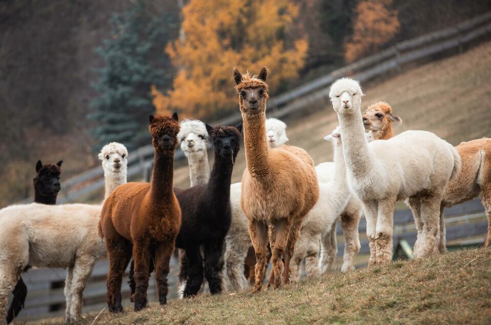 hohenkogl alpacas - Impression #1 | © Hohenkogl Alpakas_Simages Photography