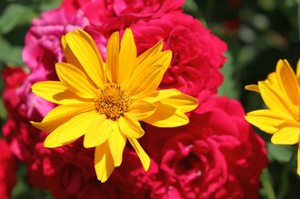Symbolfoto Blumen | © TVB Ausseerland - Salzkammergut_Viola Lechner