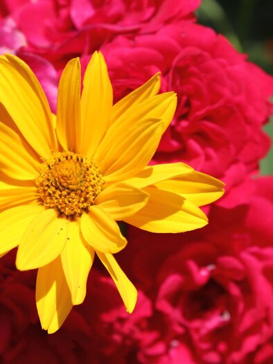 Symbolfoto Blumen | © TVB Ausseerland - Salzkammergut_Viola Lechner