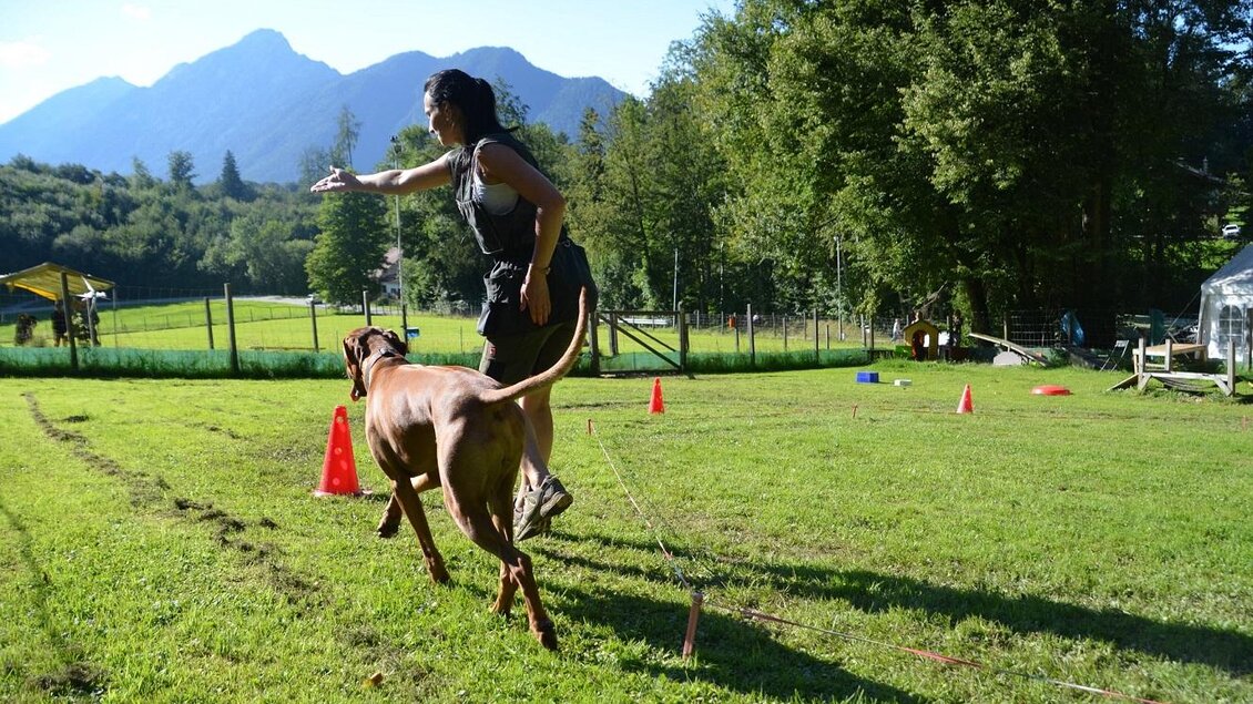 Longieren | © DOGclusion
