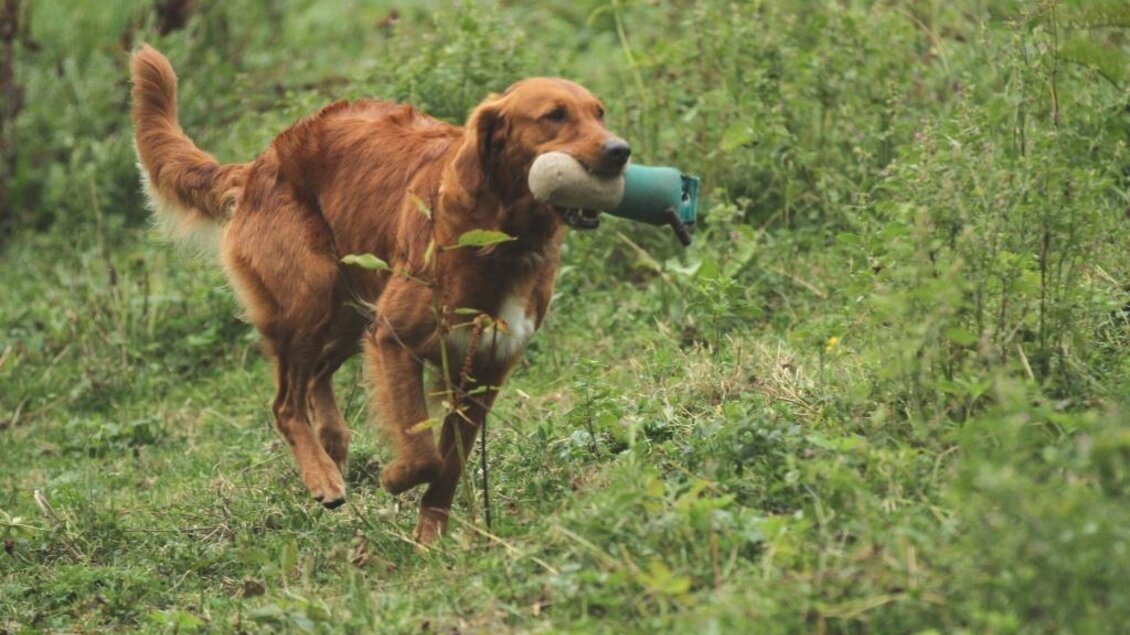 Dummyarbeit | © DOGclusion