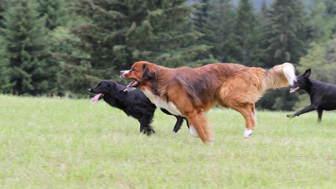 Drei Hunde rennen fröhlich über eine grüne Wiese. Im Hintergrund sind Bäume zu sehen. | © Stadtgemeinde Schladming
