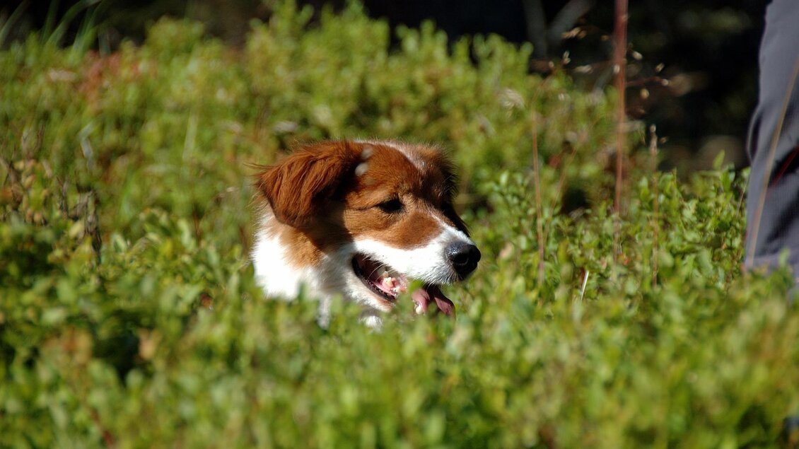 Ein kleiner Hund sitzt im Gras. Er hat braunes und weißes Fell und sieht neugierig aus. | © TVB Haus-Aich-Gössenberg
