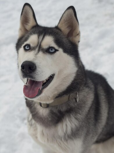 HuskyHaberl-Husky-Murtal-Steiermark | Husky Haberl | © Husky Haberl
