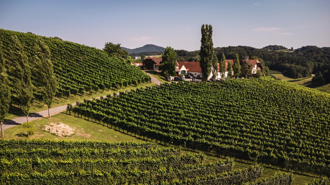 Luftaufnahme der weitläufigen Weingärten des Weinguts Hutter in Feldbach. Grüne Rebzeilen erstrecken sich über die sanften Hügel der Weinregion Thermen- & Vulkanland in der Steiermark. | © Thermen- & Vulkanland
