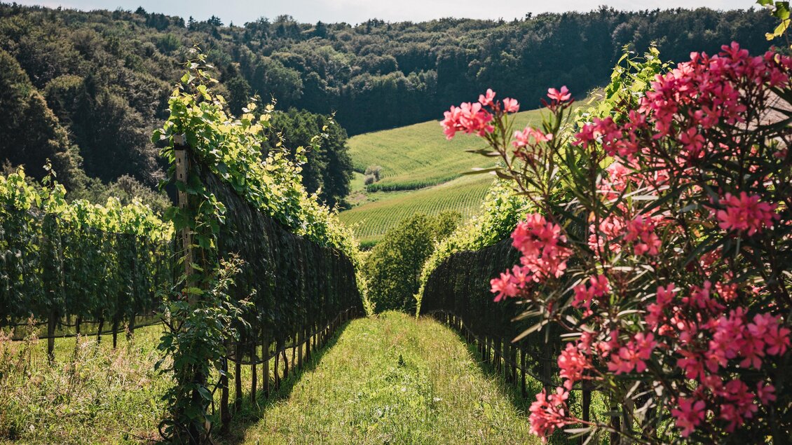 Sonniger Weingarten des Weinguts Hutter in Feldbach mit grünen Weinreben, blühendem rosa Oleander und Blick auf die sanfte Hügellandschaft im Thermen- & Vulkanland. | © Thermen- & Vulkanland