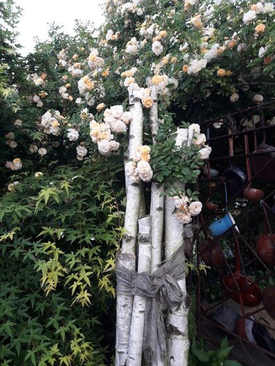 Kletterrosen in voller Blüte | © Maria Raab
