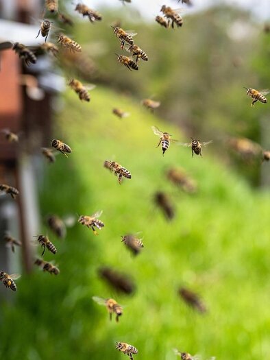 Bienen