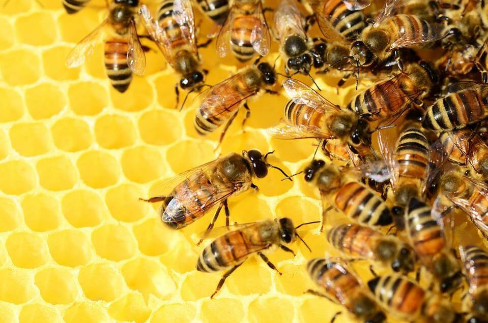 Beekeeping Prenner - Impression #1 | © Pixabay