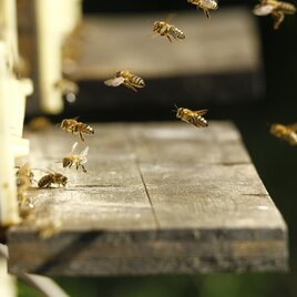 Bienen | © Markus Russ