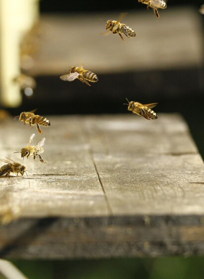 Bienen | Markus Russ | © Markus Russ