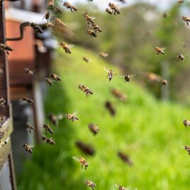 ImkereiSchlick-Bienenstöcke-Murtal-Steiermark | © Pixabay