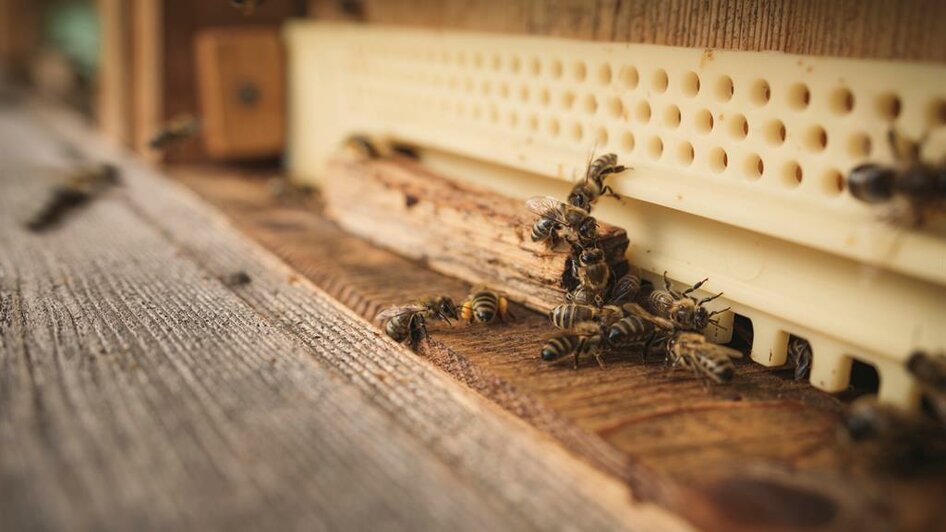 Bienenstöcke | © Stefan Leitner