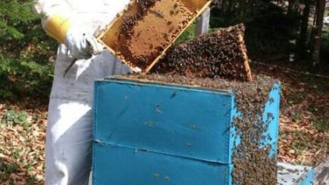 Ein Imker in Schutzkleidung arbeitet an einem Bienenstock. Er hebt einen Rahmen mit Bienen heraus, während einige Bienen um ihn herum fliegen. | © Imkerei Stockreiter