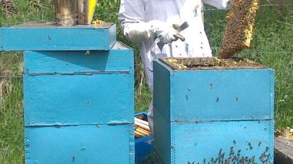 Ein Imker in Schutzkleidung arbeitet an einem Bienenstock. Er hebt einen Wabenrahmen heraus, während viele Bienen um ihn herum fliegen. | © Imkerei Stockreiter