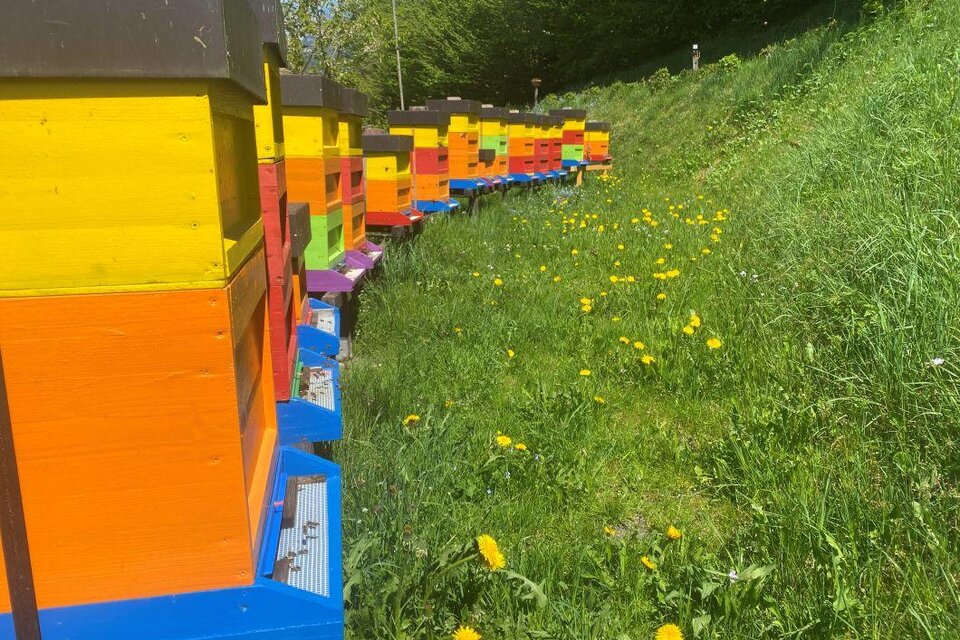 Gebirgsimkerei Schladming - Impression #1