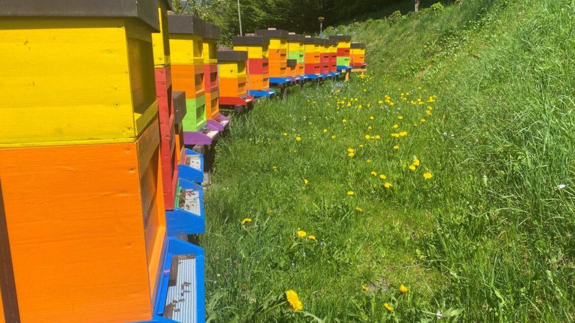 Bunte Bienenstöcke stehen auf einer Wiese mit vielen Löwenzahnblüten. Im Hintergrund sind grüne Bäume und blauer Himmel zu sehen.