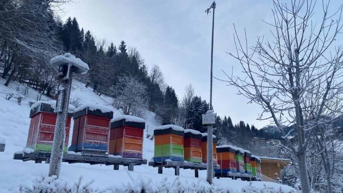 Bunte Bienenstöcke stehen in einer verschneiten Landschaft. Der Himmel ist klar und die Umgebung wirkt winterlich und friedlich.