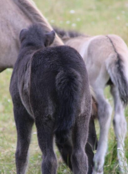 Island horses | © Nadja Desput