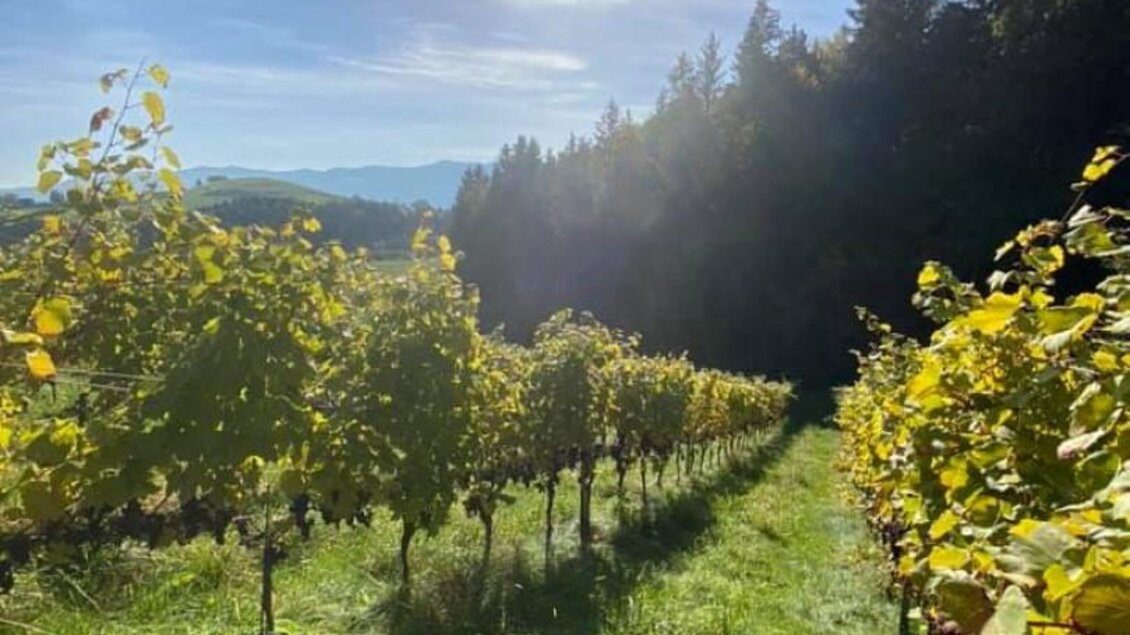 Ein malerischer Weinberg mit saftigen Reben und einem strahlenden Sonnenlicht. Im Hintergrund sind Wälder und hügelige Landschaften sichtbar. | © Jöbstl Stammhaus